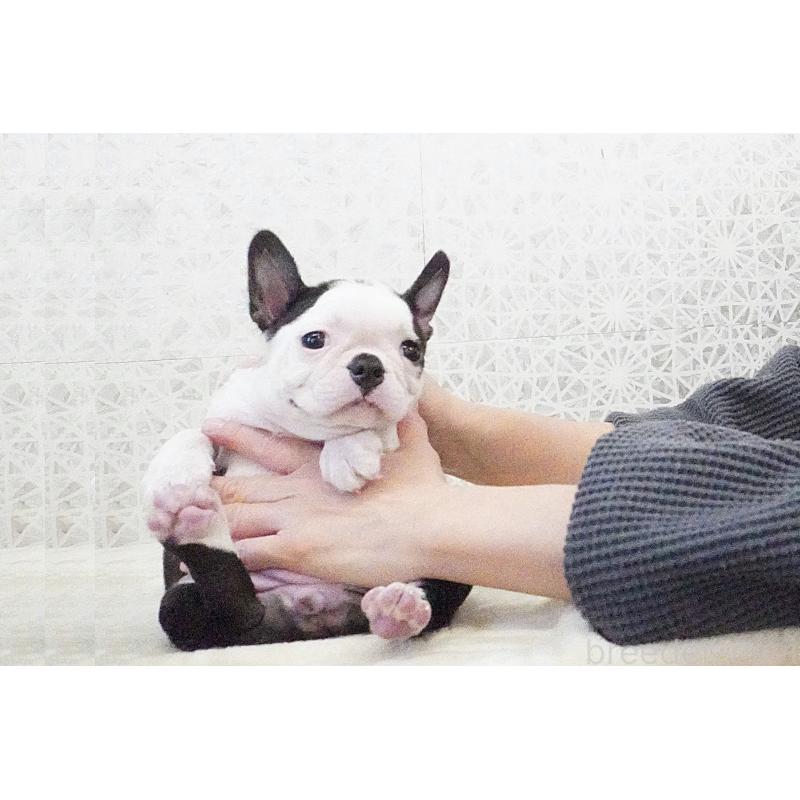 販売中の東京都のボストンテリア-435714の1枚目