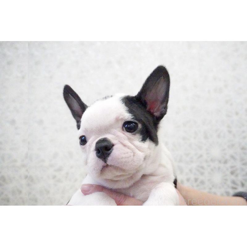 販売中の東京都のボストンテリア-435714の8枚目