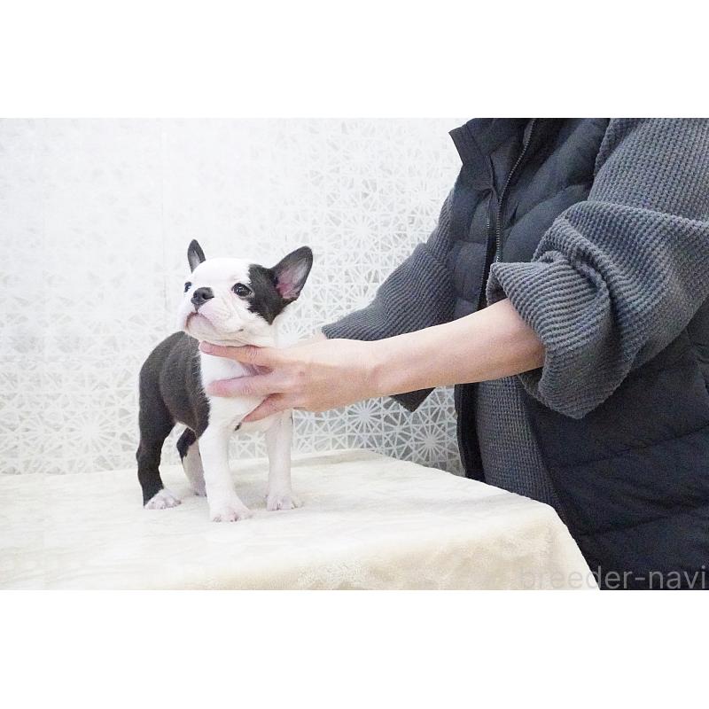 販売中の東京都のボストンテリア-435714の4枚目