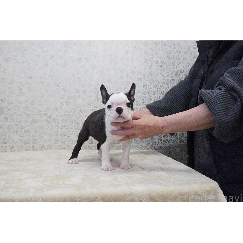 販売中の東京都のボストンテリア-435714の3枚目