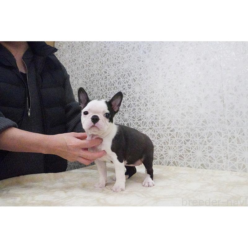 販売中の東京都のボストンテリア-435714の2枚目