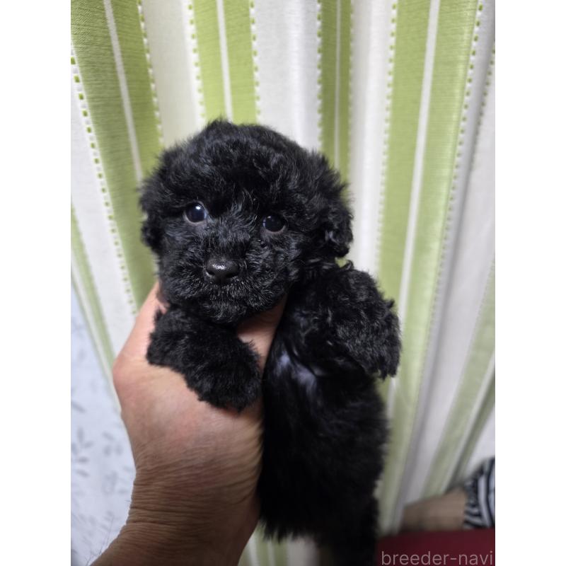 販売中の埼玉県のタイニープードル-435716の12枚目