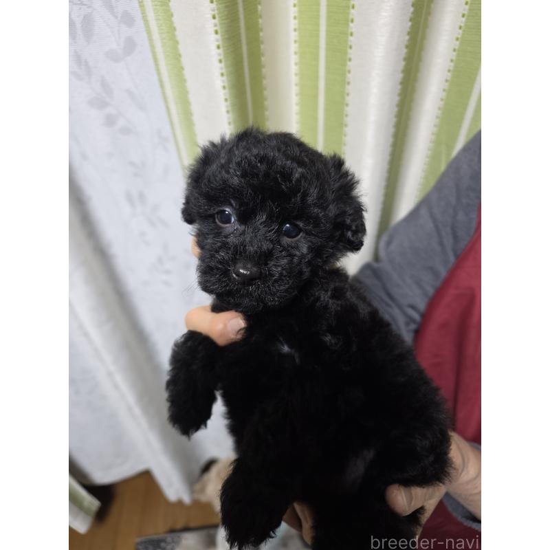 販売中の埼玉県のタイニープードル-435716の11枚目