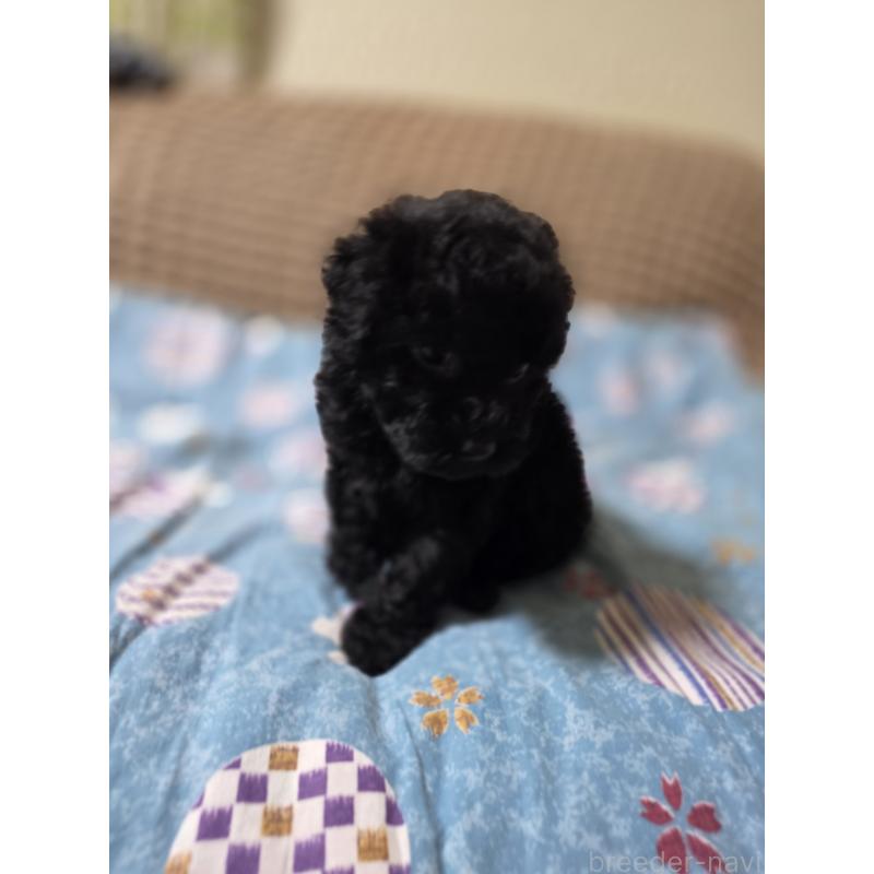 販売中の埼玉県のタイニープードル-435716の7枚目