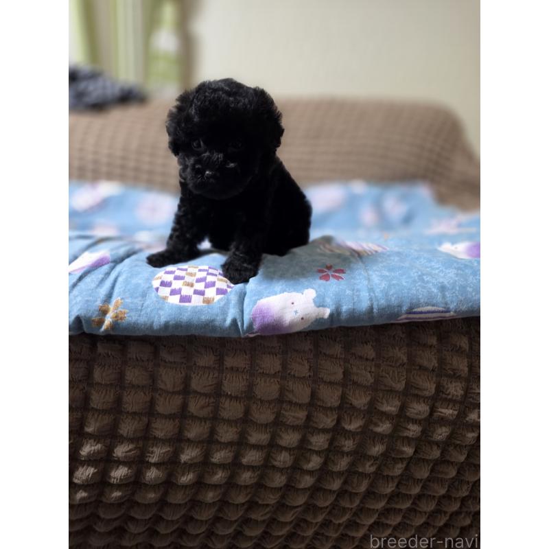 販売中の埼玉県のタイニープードル-435716の6枚目