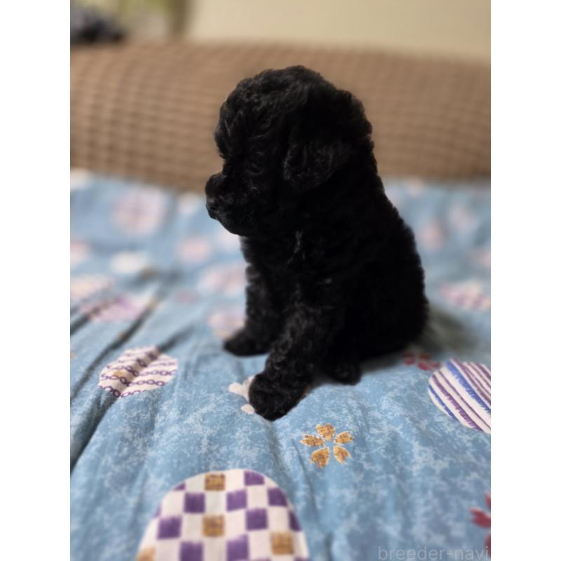 販売中の埼玉県のタイニープードル-435716の5枚目