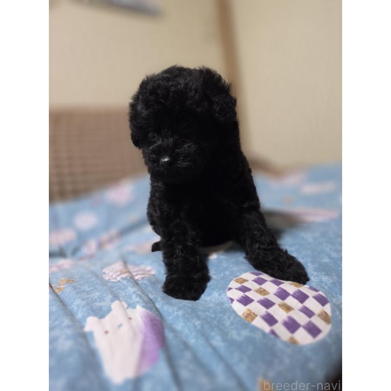 販売中の埼玉県のタイニープードル-435716の4枚目