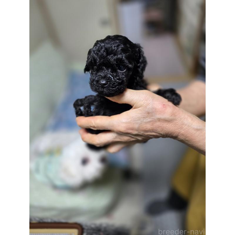 販売中の埼玉県のタイニープードル-435716の2枚目