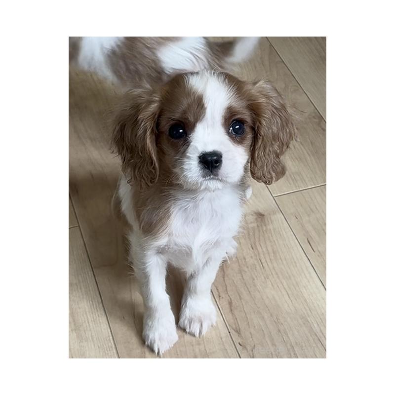 販売中の鹿児島県のキャバリアキングチャールズスパニエル-433330