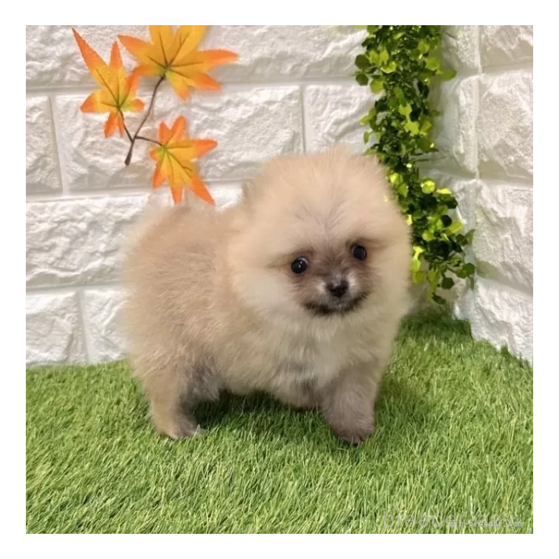 販売中の愛知県のポメラニアン-434455の5枚目