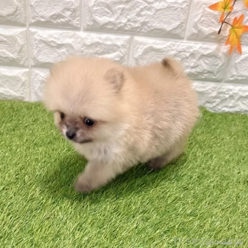 販売中の愛知県のポメラニアン-434455の4枚目