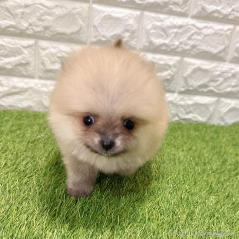 販売中の愛知県のポメラニアン-434455の3枚目