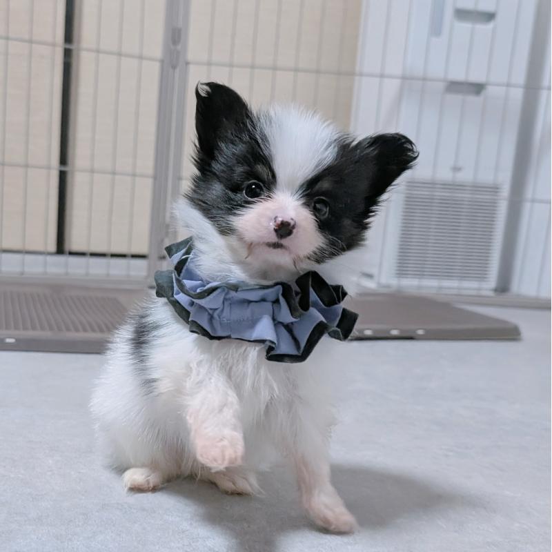 商談中の長崎県のパピヨン-430838の7枚目