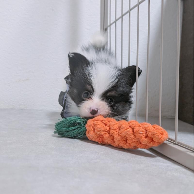 商談中の長崎県のパピヨン-430838の6枚目