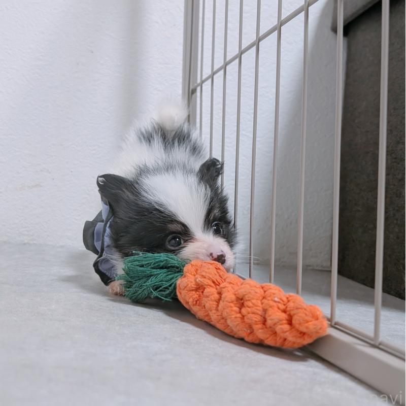 商談中の長崎県のパピヨン-430838の5枚目