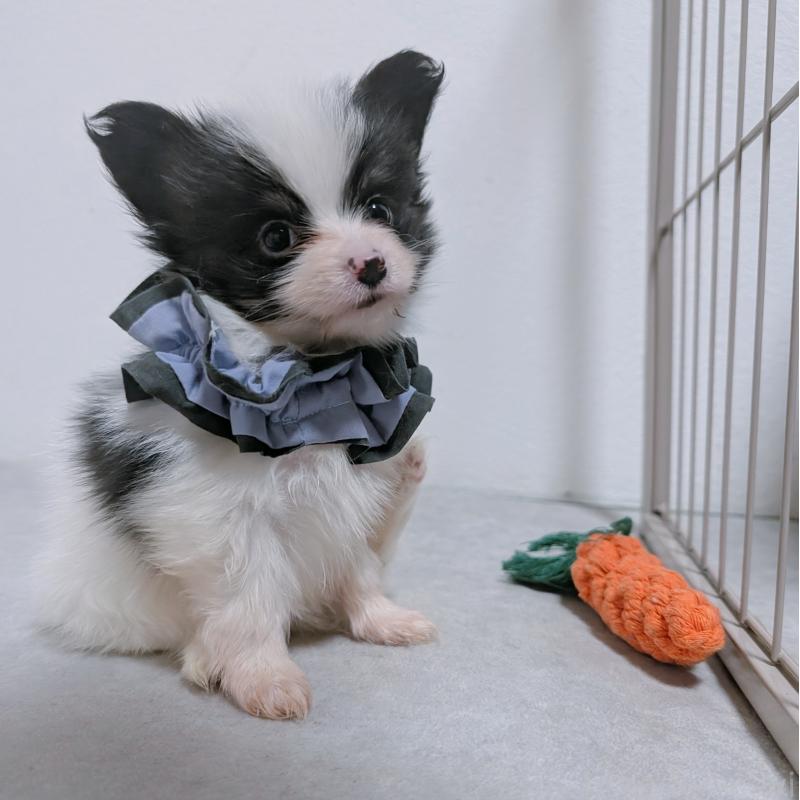 商談中の長崎県のパピヨン-430838の4枚目