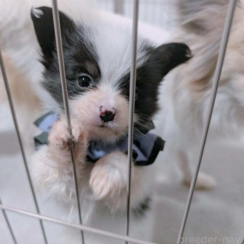 商談中の長崎県のパピヨン-430838の3枚目