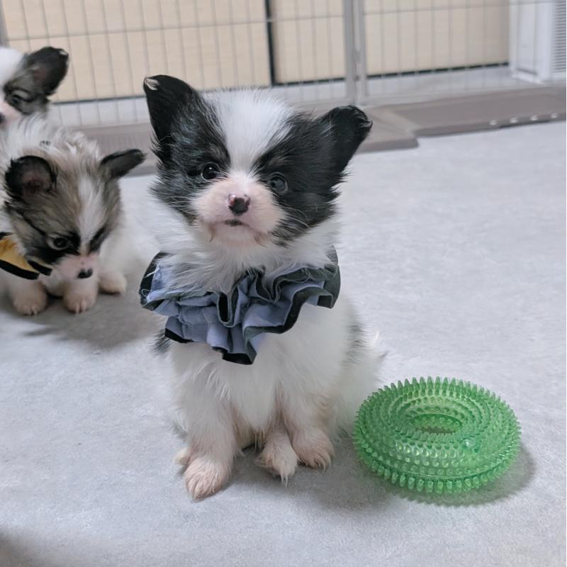 商談中の長崎県のパピヨン-430838の2枚目