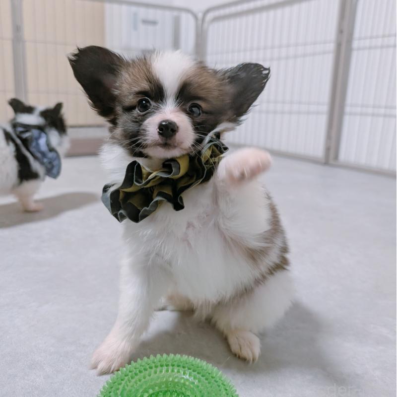 販売中の長崎県のパピヨン-430839の9枚目