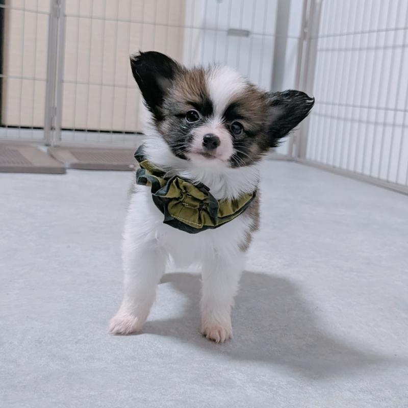 販売中の長崎県のパピヨン-430839の8枚目