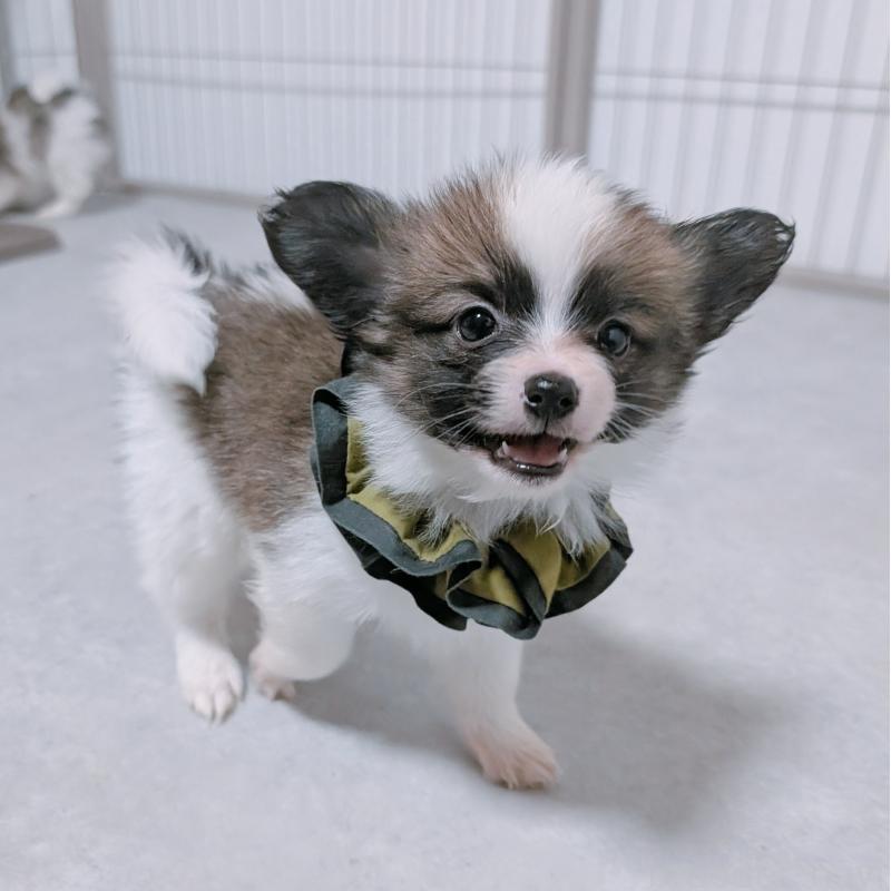 販売中の長崎県のパピヨン-430839の7枚目