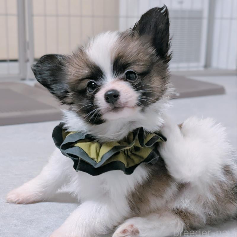 販売中の長崎県のパピヨン-430839の6枚目