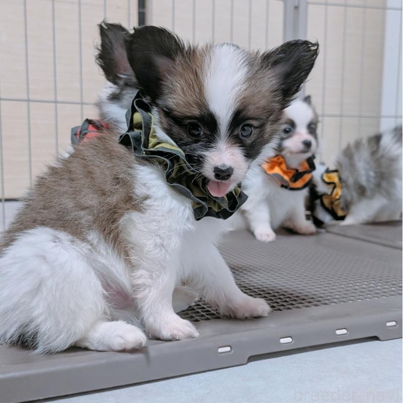 販売中の長崎県のパピヨン-430839の5枚目