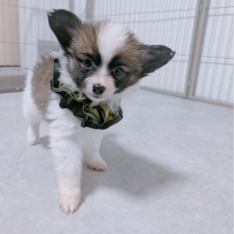 販売中の長崎県のパピヨン-430839の4枚目