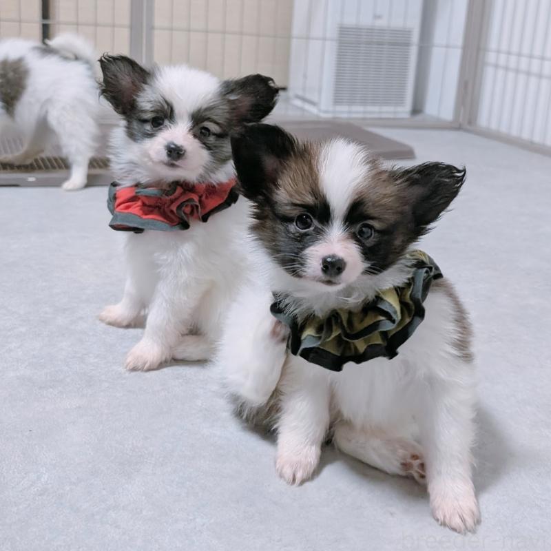 販売中の長崎県のパピヨン-430839の3枚目