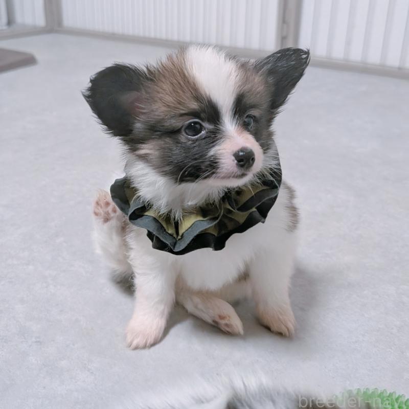 販売中の長崎県のパピヨン-430839の2枚目