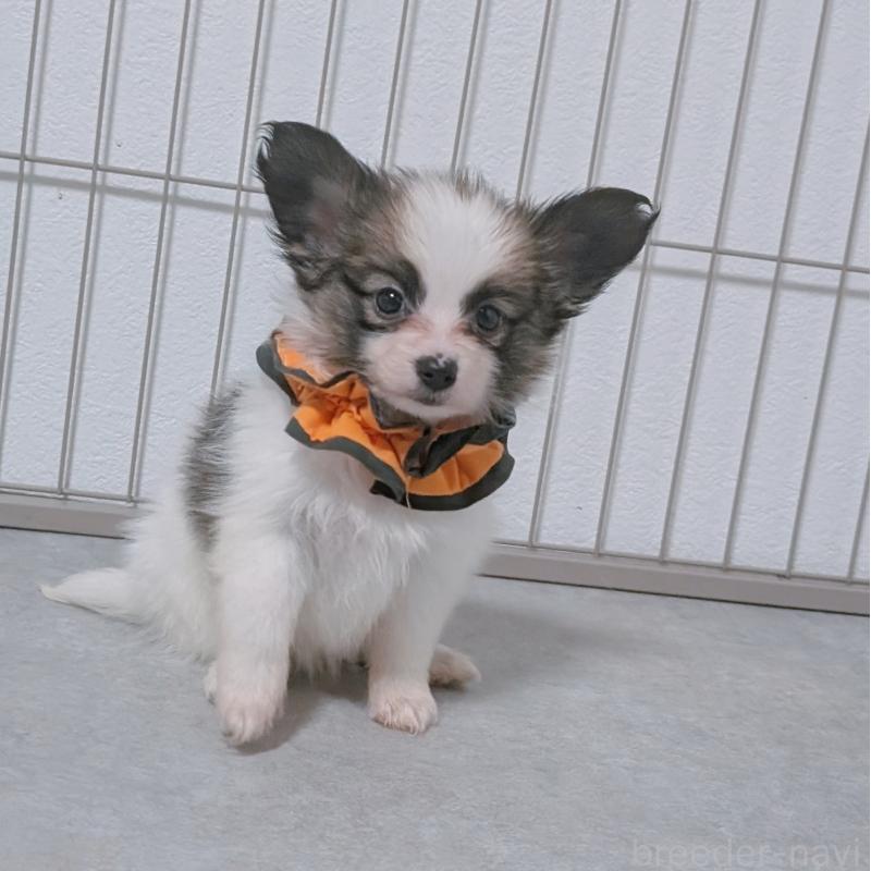 成約済の長崎県のパピヨン-430841の6枚目