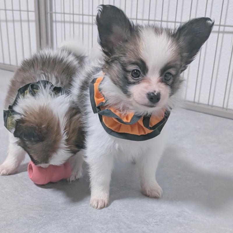 成約済の長崎県のパピヨン-430841の5枚目