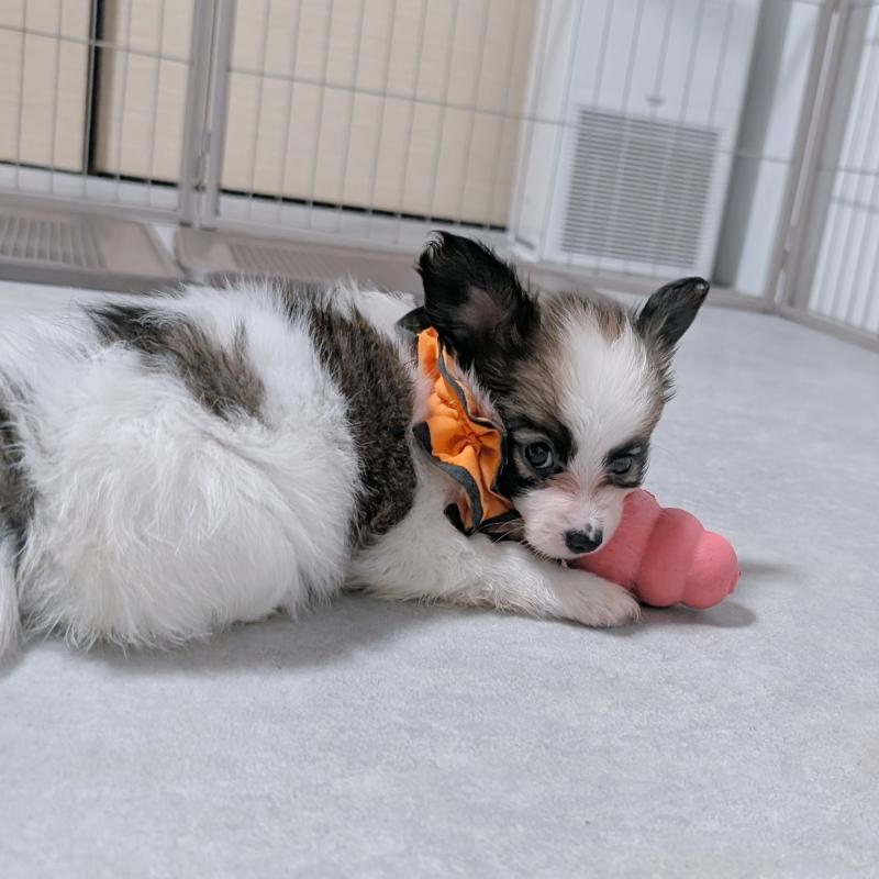 成約済の長崎県のパピヨン-430841の4枚目