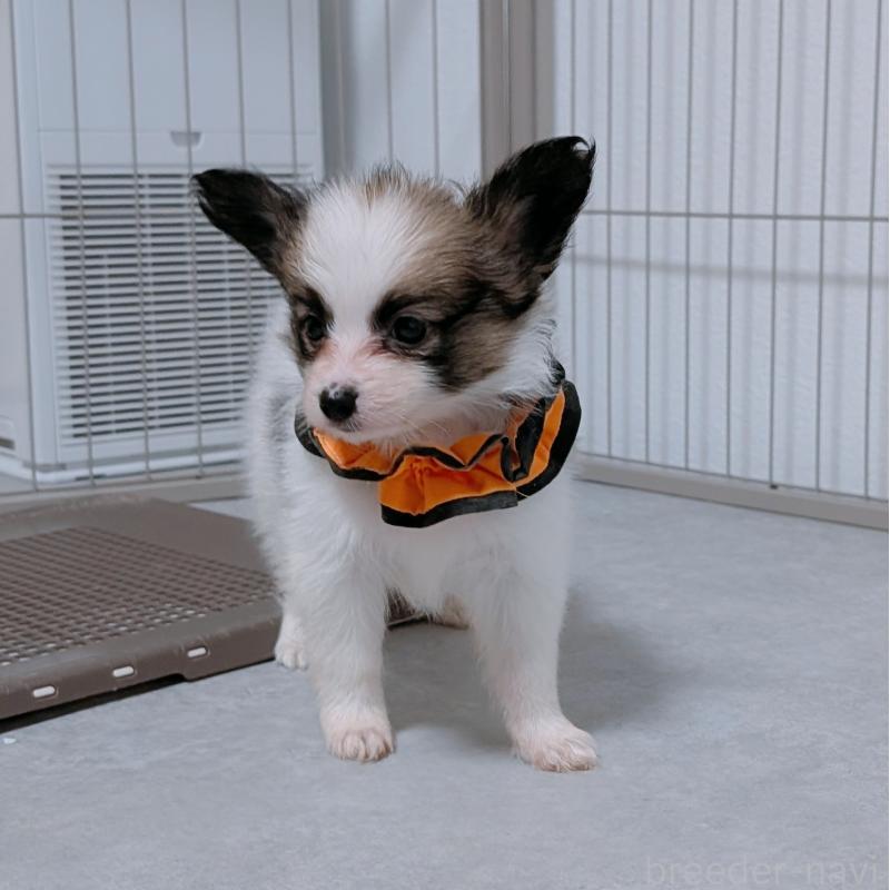 成約済の長崎県のパピヨン-430841の3枚目