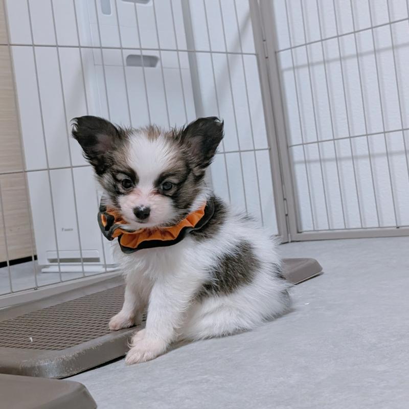 成約済の長崎県のパピヨン-430841の2枚目