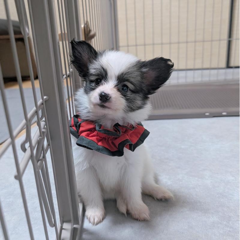 成約済の長崎県のパピヨン-430842の6枚目