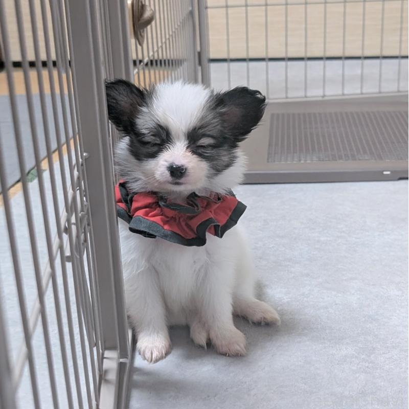 成約済の長崎県のパピヨン-430842の5枚目