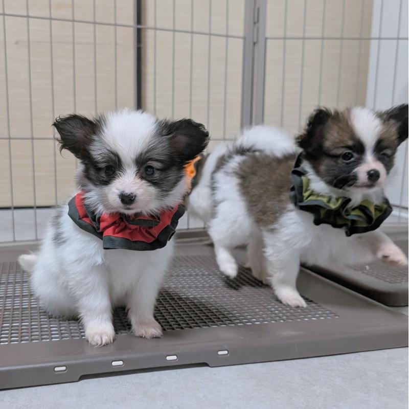 成約済の長崎県のパピヨン-430842の4枚目