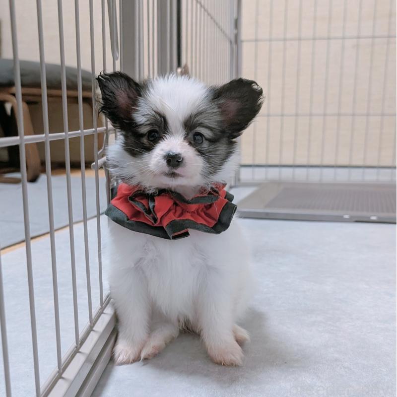 成約済の長崎県のパピヨン-430842の3枚目