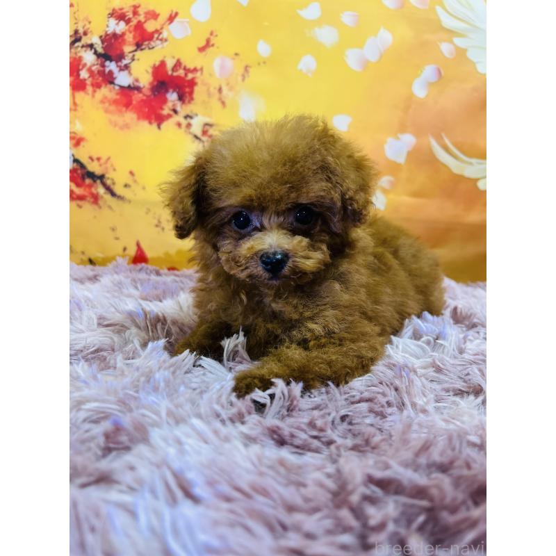 販売中の茨城県のタイニープードル-427670の4枚目