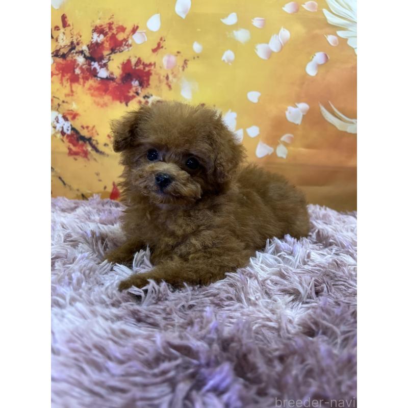 販売中の茨城県のタイニープードル-427670の3枚目