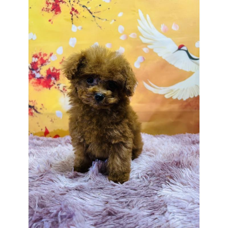 販売中の茨城県のタイニープードル-427670の2枚目