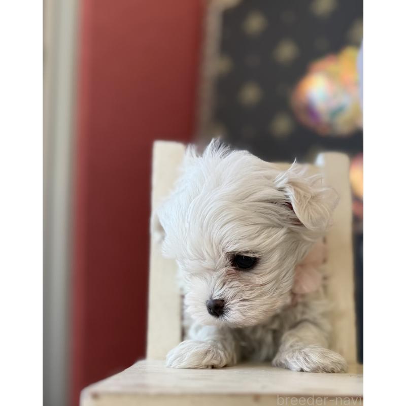 成約済の宮崎県のマルチーズ-431341の16枚目