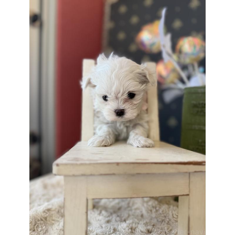 成約済の宮崎県のマルチーズ-431341の15枚目