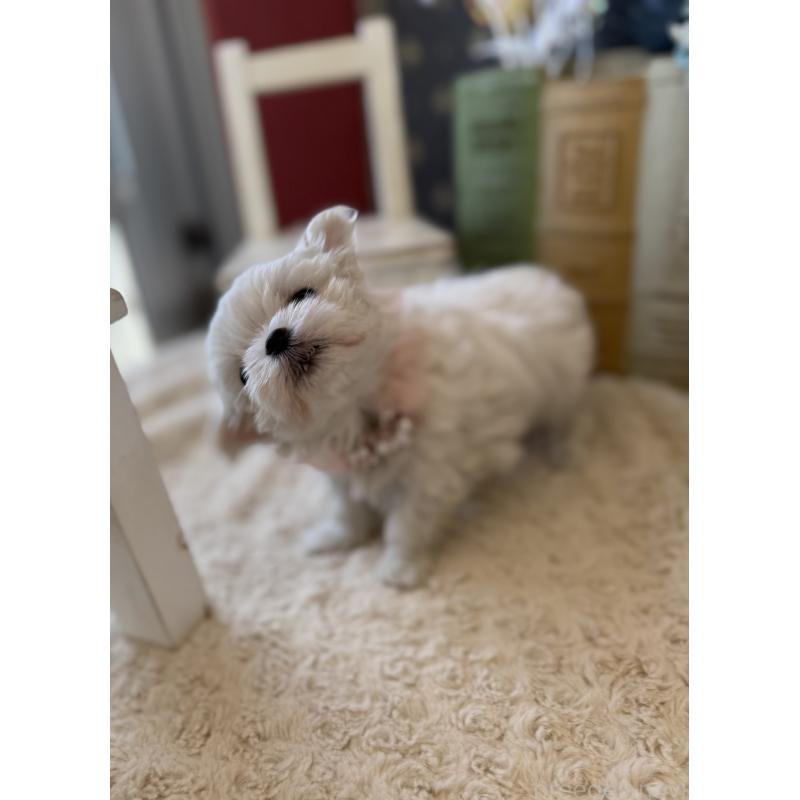 成約済の宮崎県のマルチーズ-431341の13枚目