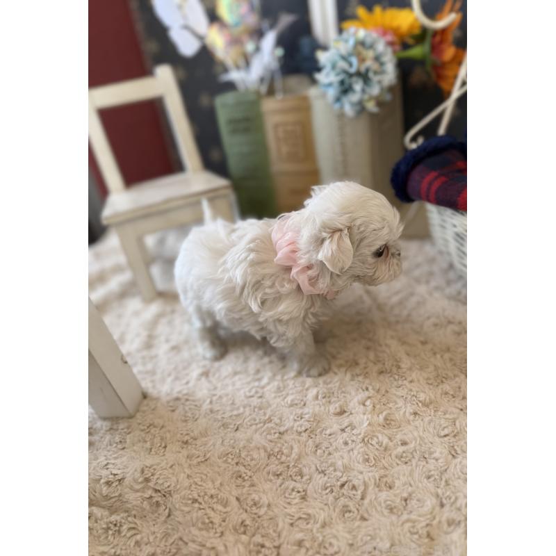 成約済の宮崎県のマルチーズ-431341の12枚目