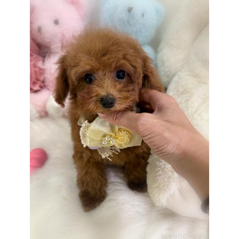 販売中の香川県のトイプードル-425766の2枚目