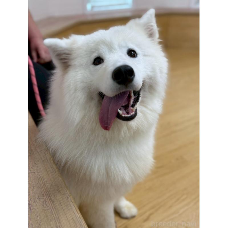 販売中の山形県のサモエド-435719の3枚目
