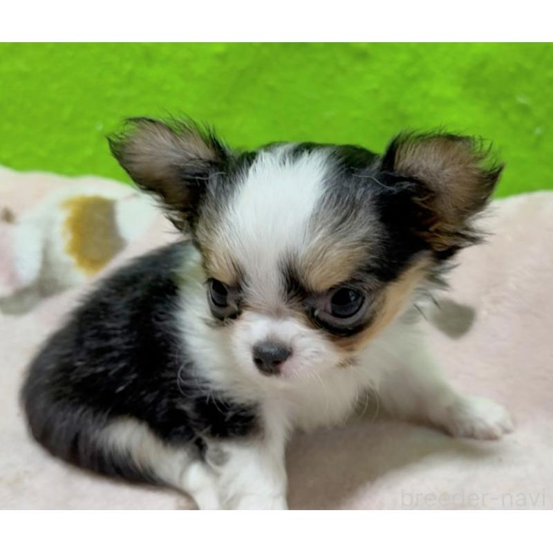 販売中の山口県のチワワ(ロングコート)-435721の5枚目