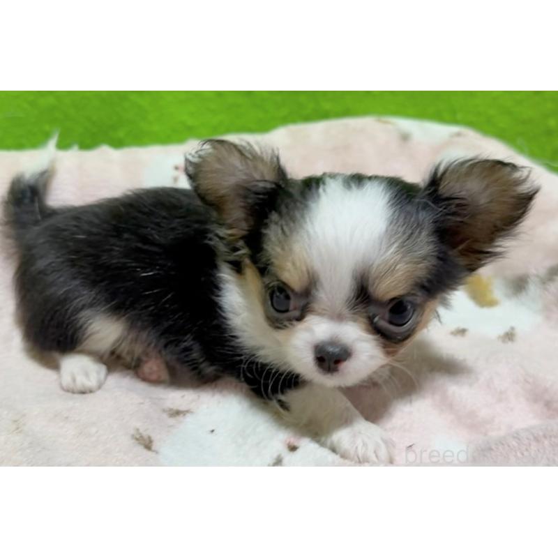 販売中の山口県のチワワ(ロングコート)-435721の4枚目